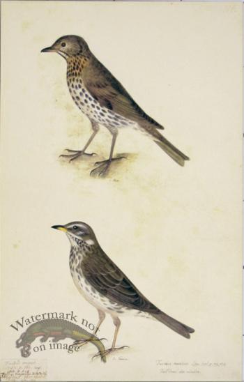 106 Swedish Birds . Turdus Musicus, Song Thrush, Male & Female